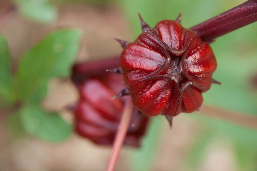 Hibiscus Fruit Another interesting subgarden was the herb… Flickr