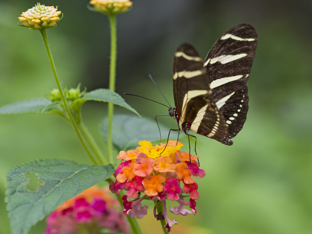Butterfly and flowers Next one, this time on flowers. I th… Flickr