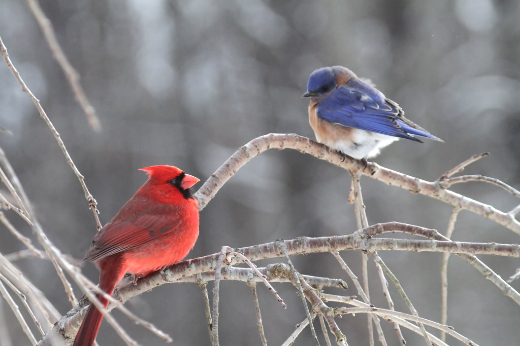 Redbird meet Bluebird I was thrilled to see this male East… Flickr