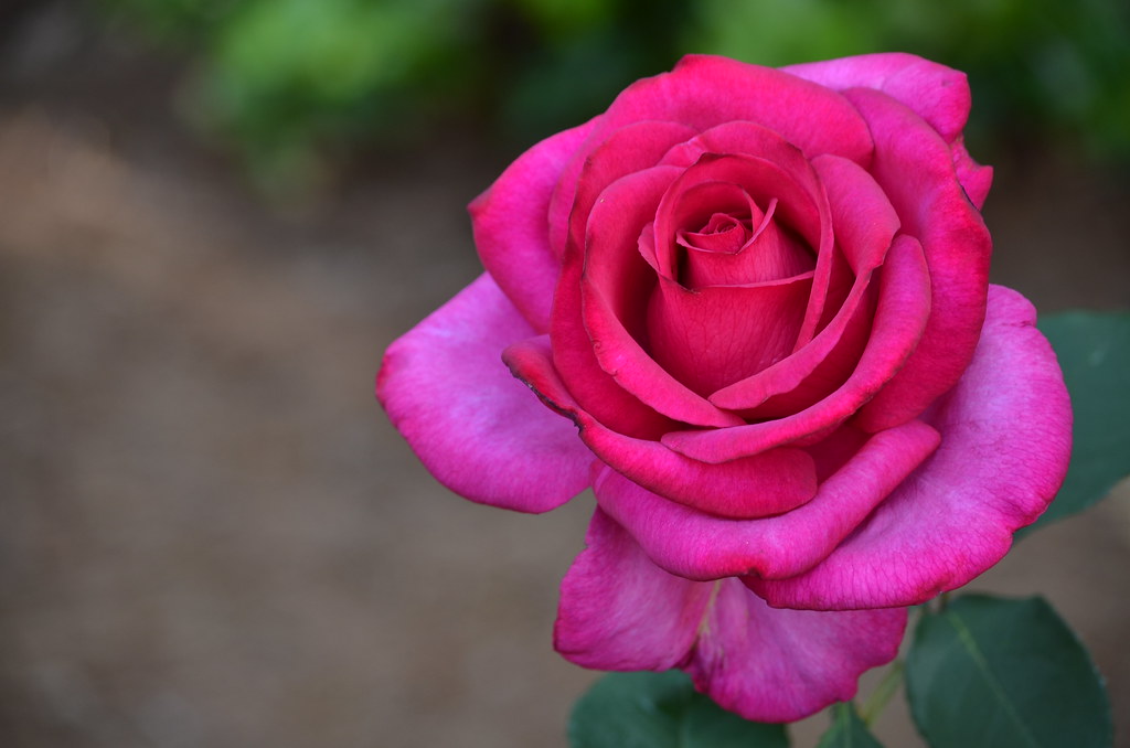 Prize Rose This rose is part of a lovely rose garden in a … Flickr