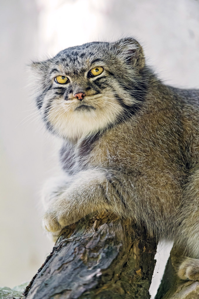 Posing Pallas cat The Pallas cat of the Mulhouse zoo posin… Flickr