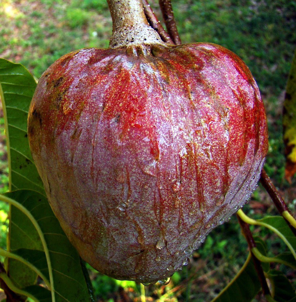 CUSTARD APPLE 8 (Bangla = নোনা) =========================… Flickr