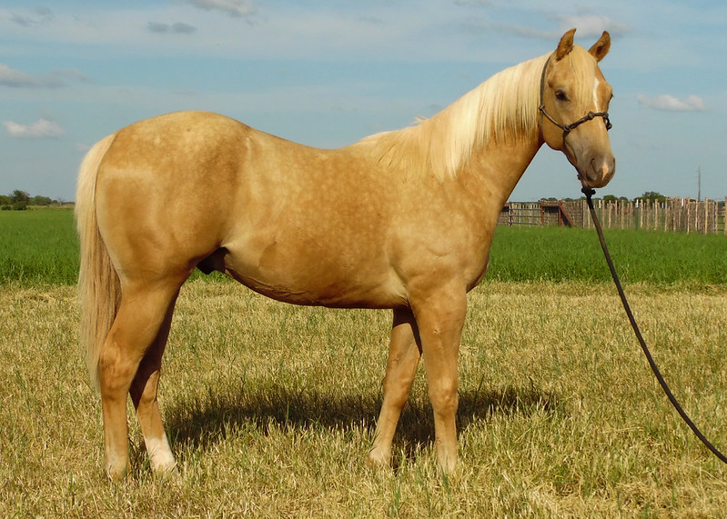 Roping Horses and Barrel Horses at Namgis Quarter Horses Home of