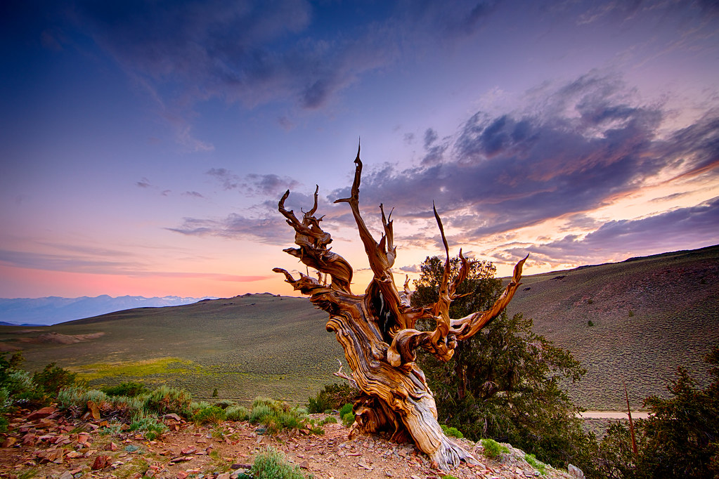 Methuselah, White Mountain, California Methuselah Tree, Br… Flickr
