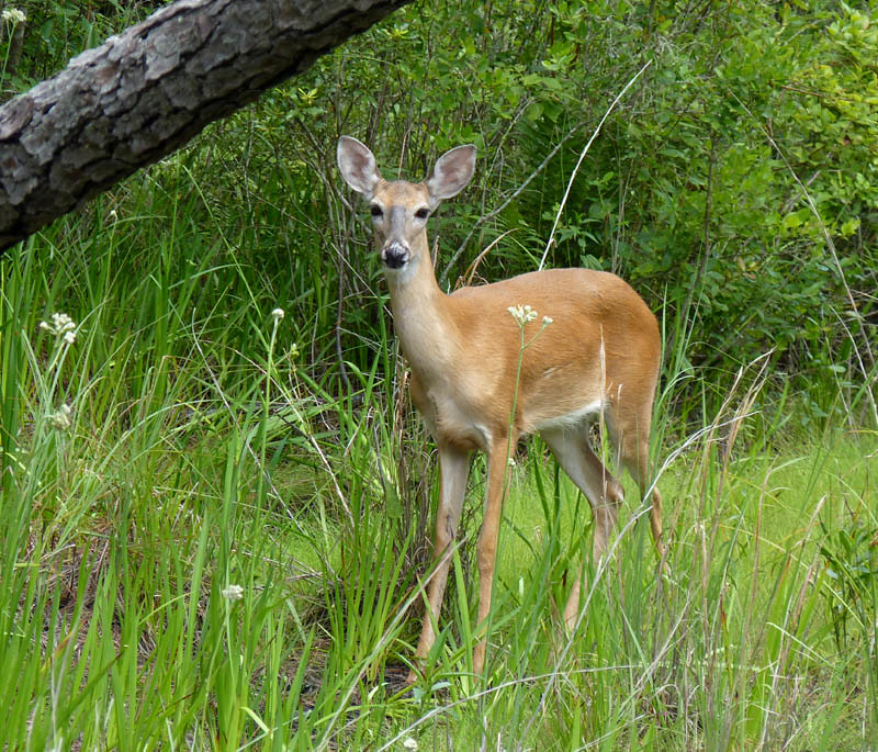 Whitetailed Deer, south USA Whitetailed Deer Od… Flickr