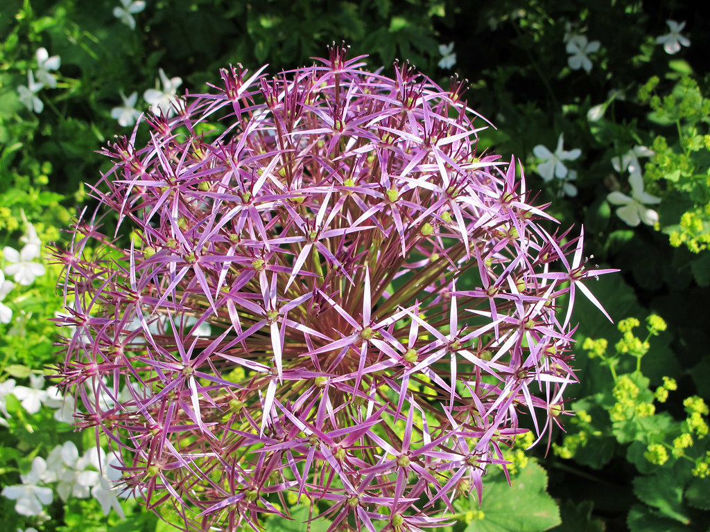 Ball shaped flower with six sided star petals. Nymans Gard… Flickr