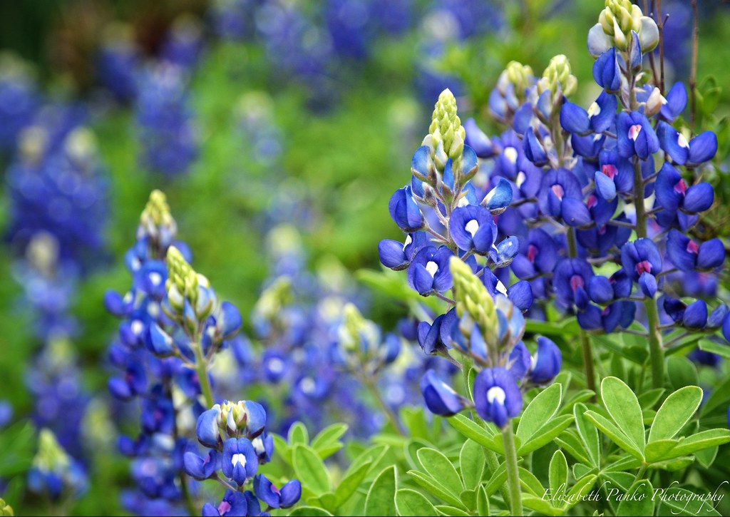 Wildflower Wednesday Oklahoma Found this love… Flickr