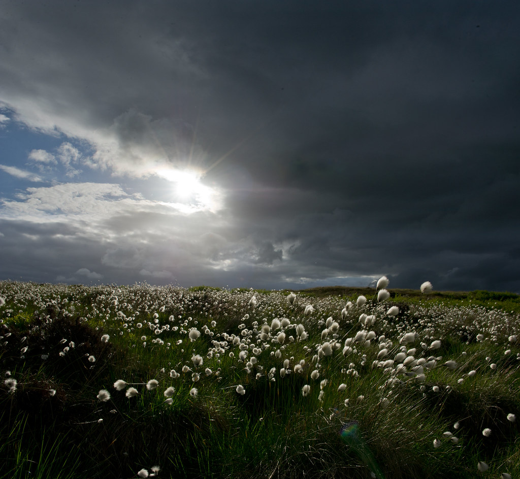White Edge "Peak District", "White Edge", "cotton grass" Johnny Rem