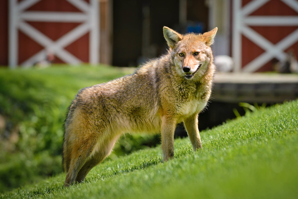 Beautiful Coyote Big Run Wolf Ranch Lemont Illinois Bob Haarmans