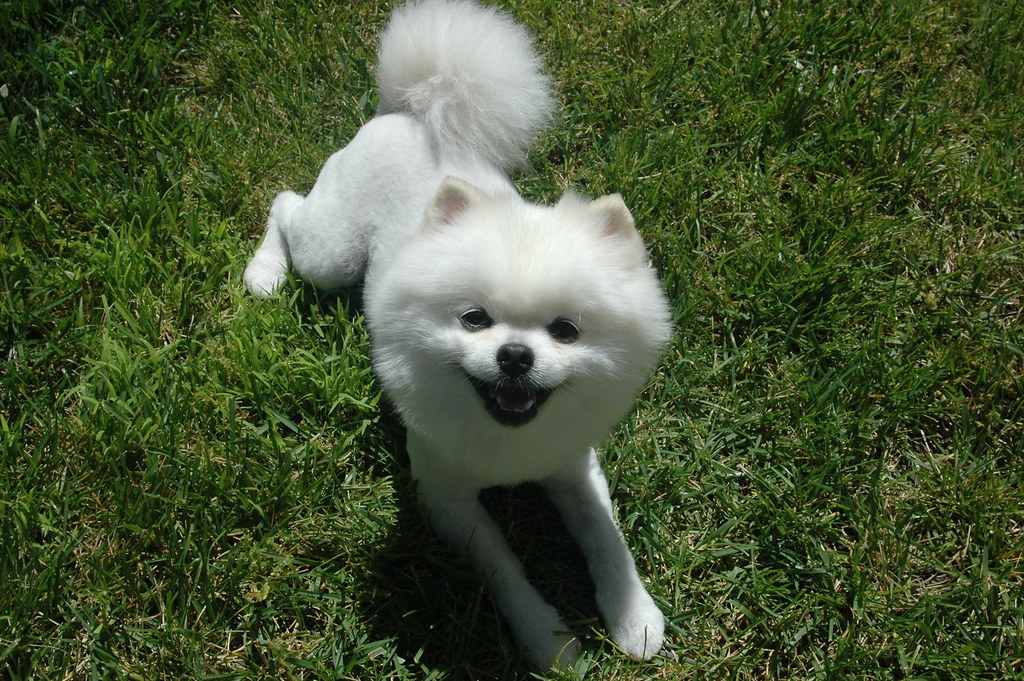 Sir Tuckid White Pomeranian May 2013 Haircut Day