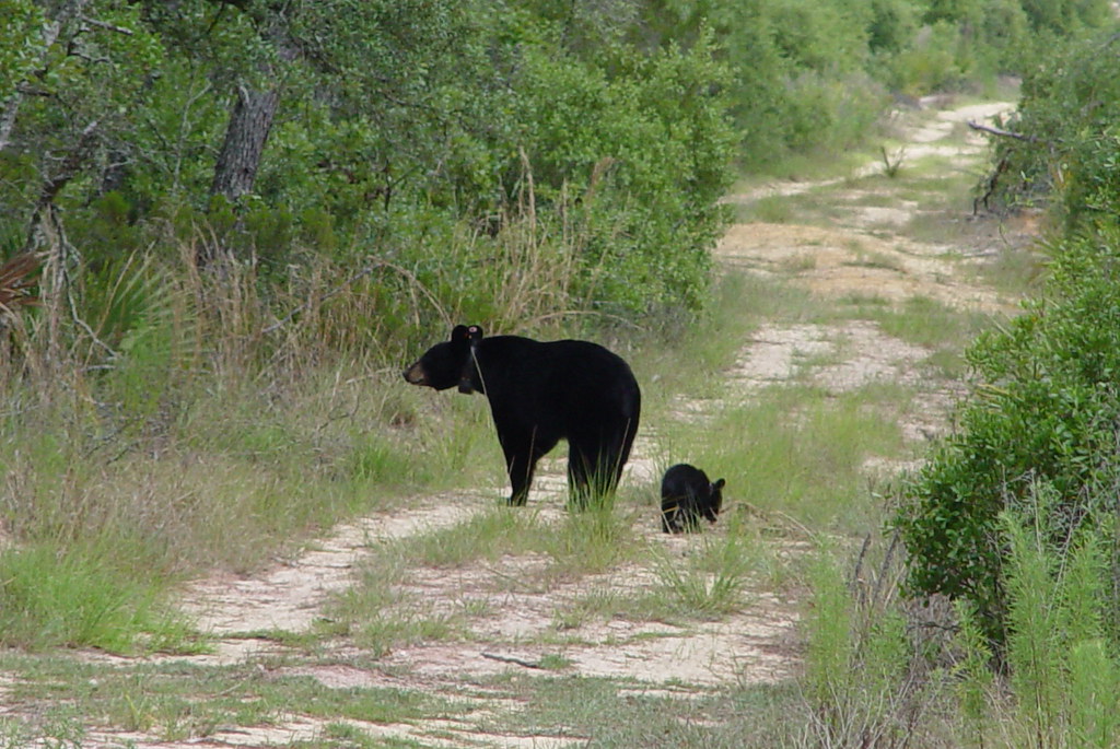 Florida Black Bear Mother and Cub Florida Fish and Wildlife Flickr