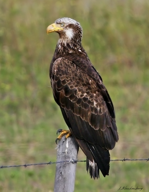 Young bald eagle Young bald eagle, this was shot from a lo… Flickr