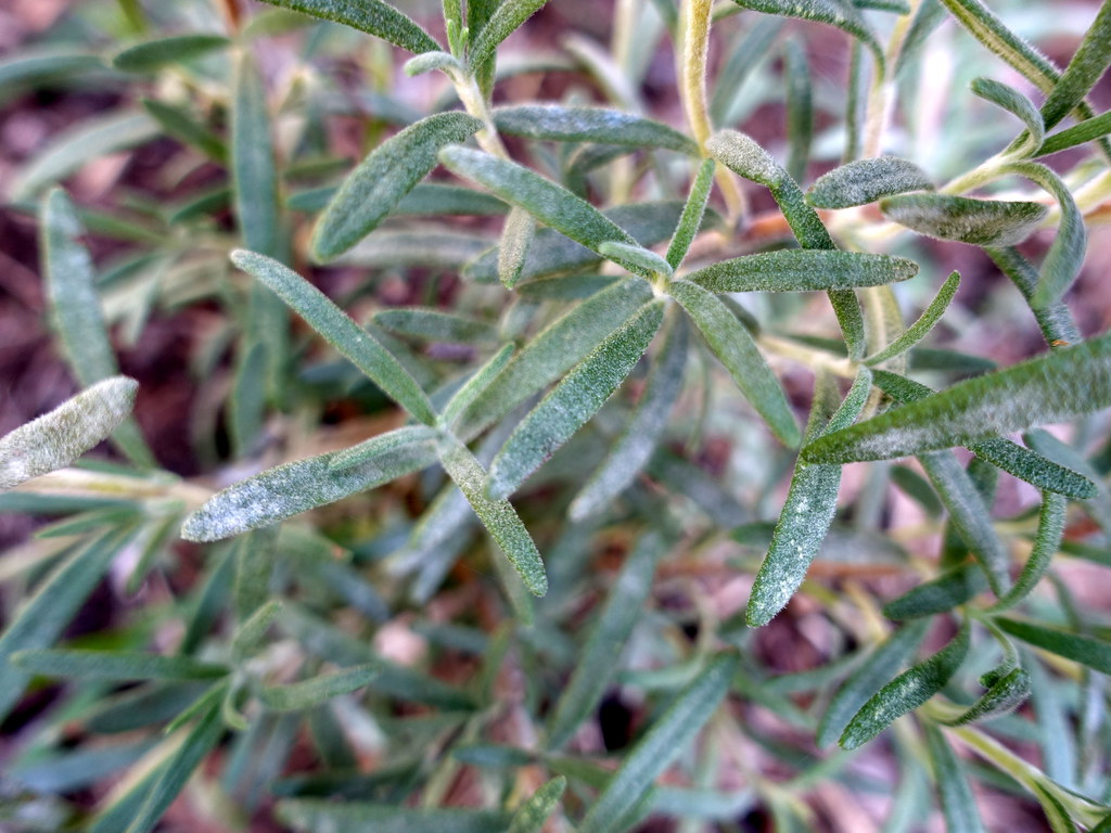 Rosemary (Rosmarinus officinalis) Powdery mildew Scot Nelson Flickr
