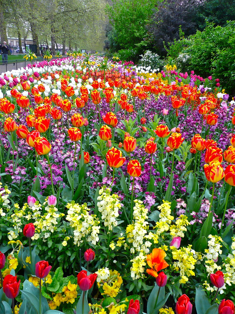 spring flower beds in St James Park London, England Scorpions and