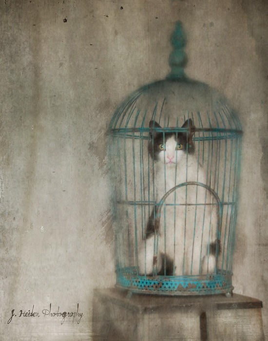 A Cat in the Bird Cage is Worth Two In the Bush I'm updati… Flickr
