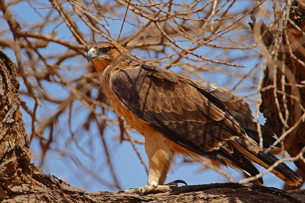 Immature African Hawk Eagle A medium large eagle of savann… Flickr