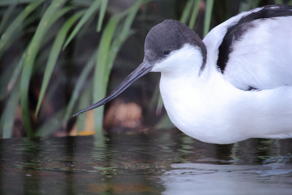A Bird with a Long and Thin Beak A bird with a long and th… Flickr