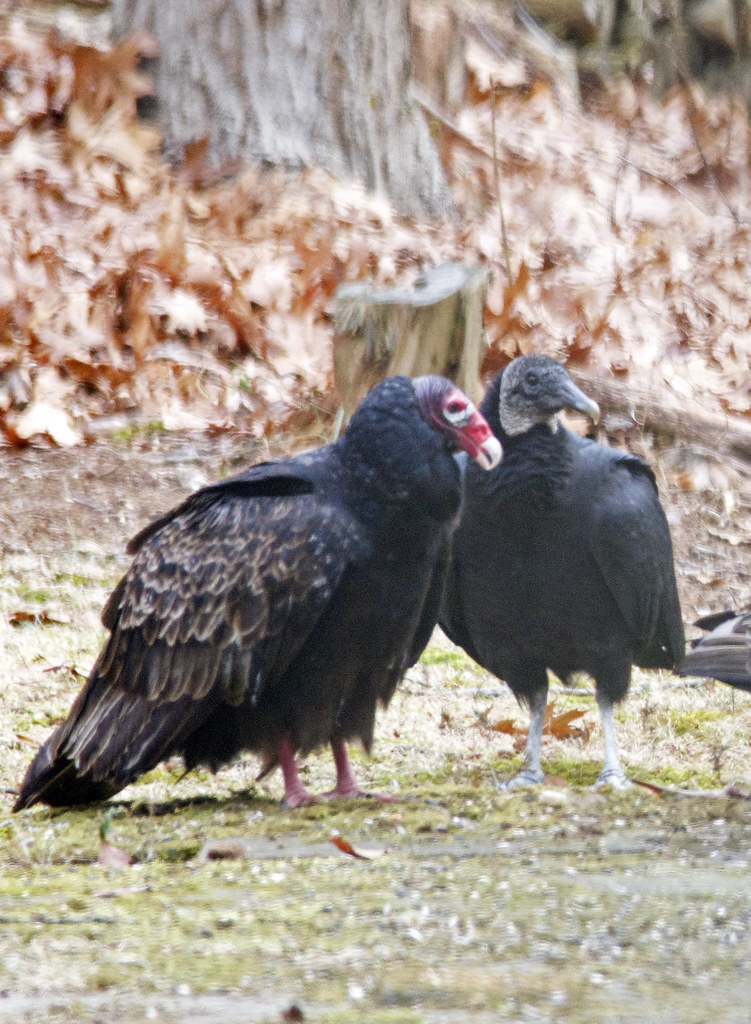 Turkey vs Vulture Two Black Vultures and three Turkey Vult… Flickr
