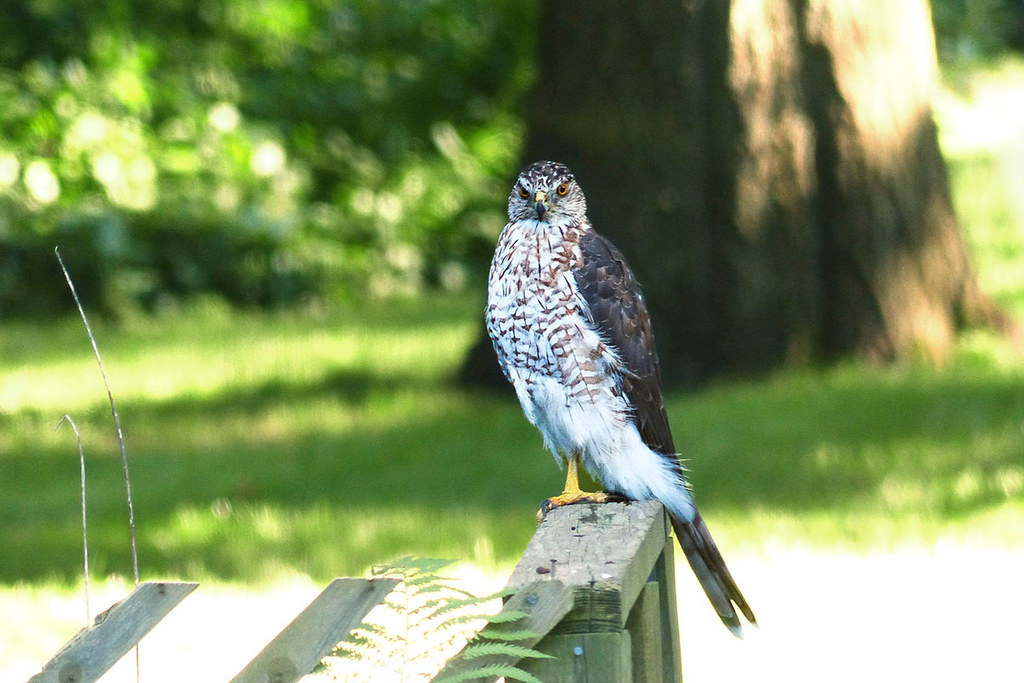Cooper's Hawk female (transitional plumage) The firstyear… Flickr