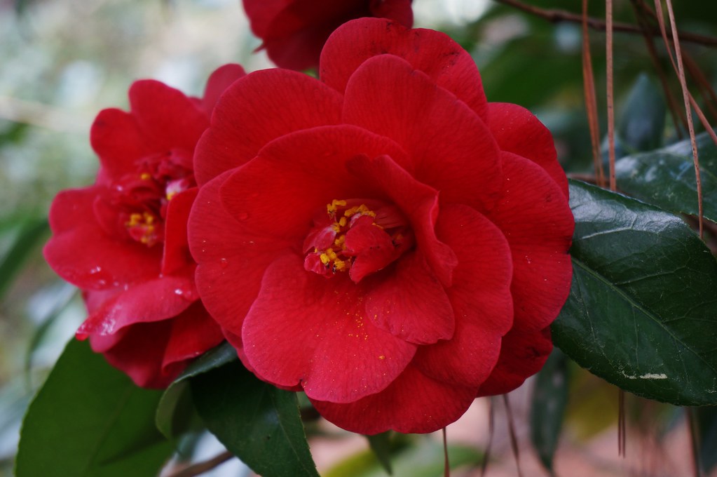 Camellia Japonica Middlemist's Red Camellia Camellia japonica Stock