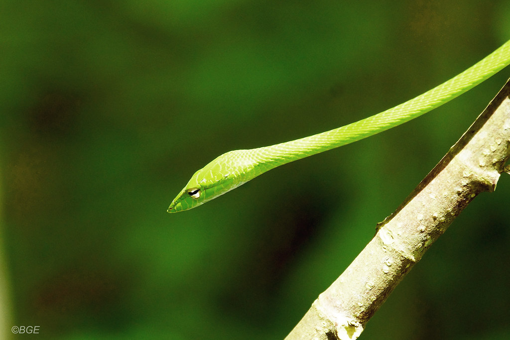 Green Whip Snake (Singapore) This elegant snake is arborea… Flickr