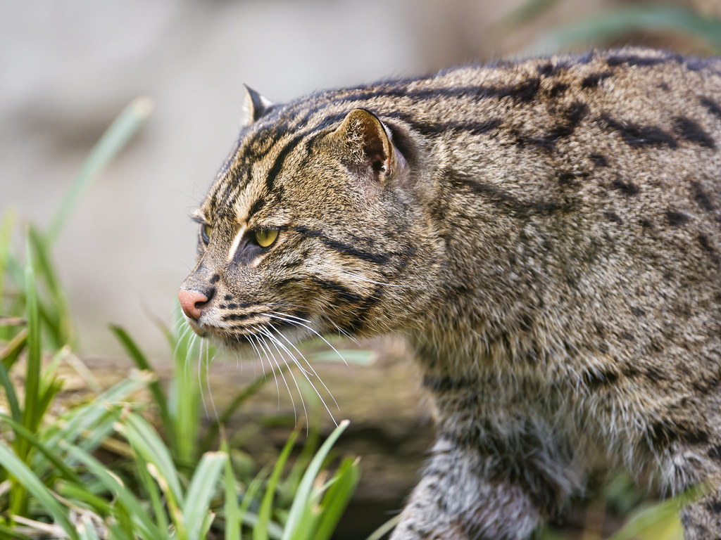 Fishing cat walking Another shot of the fishing cat, this … Flickr