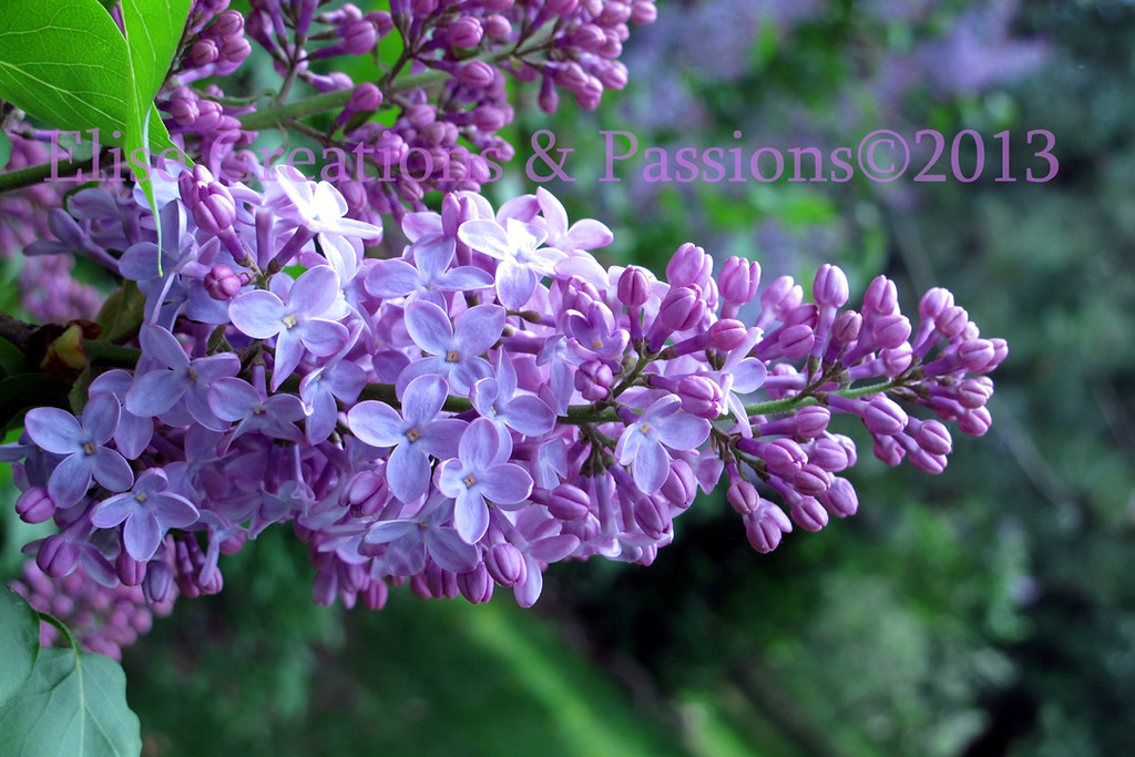 Lilacs Can U Smell Them? My favorite smell in the world.… Flickr