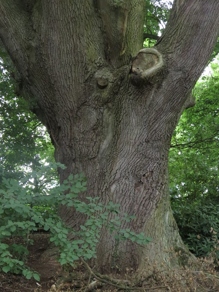 Tennyson Oak Tree (HTMT) The Oak Live thy Life, Young and … Flickr
