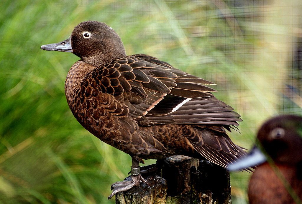 Brown Teal duck. New Zealand The BrownTeal (Anas chlorotis… Flickr