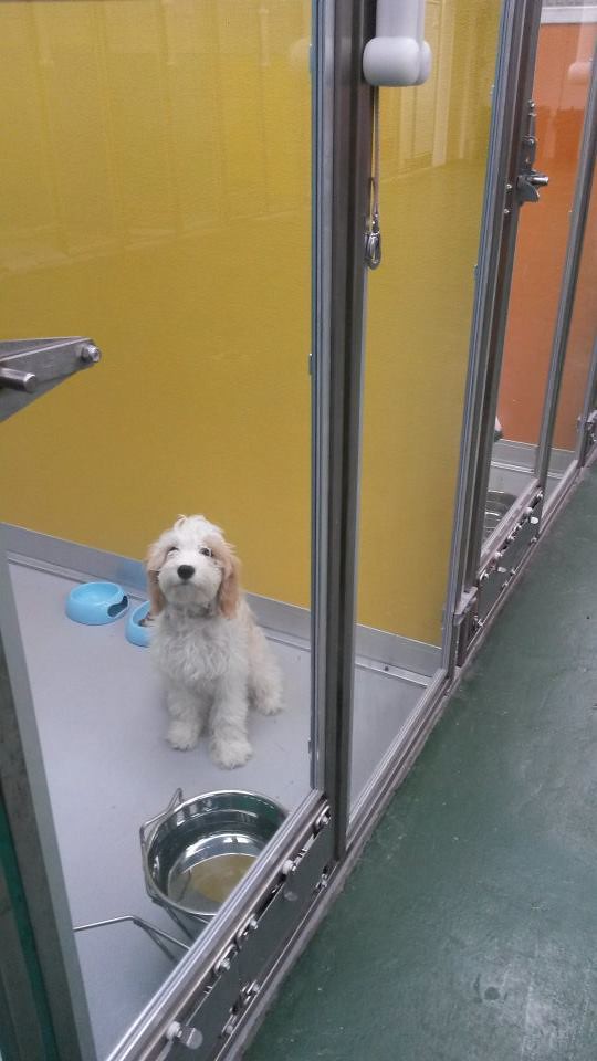 FB31 DOG KENNELS MANCHESTER Boarding Kennels Lancashire Flickr