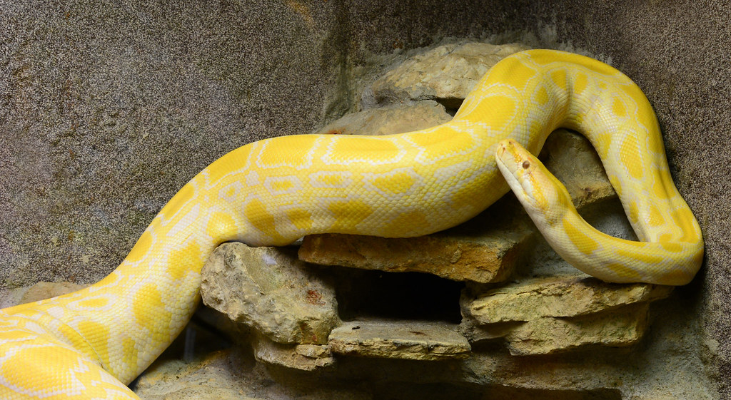 Yellow Boa Constrictor