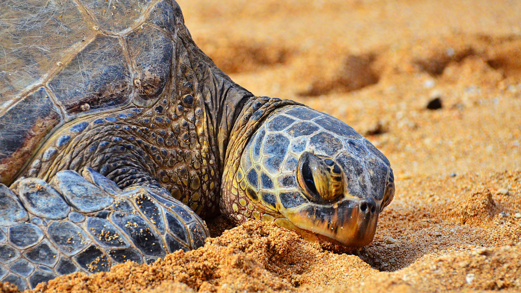 Hawaiian Sea Turtle A Sea Turtle on the beach of Turtle