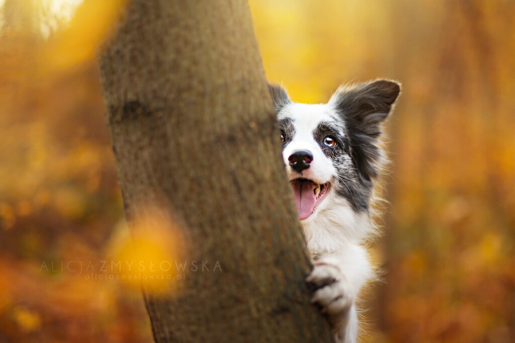 Alicja Zmyslowska Dog Photography Alicja Zmysłowska Flickr