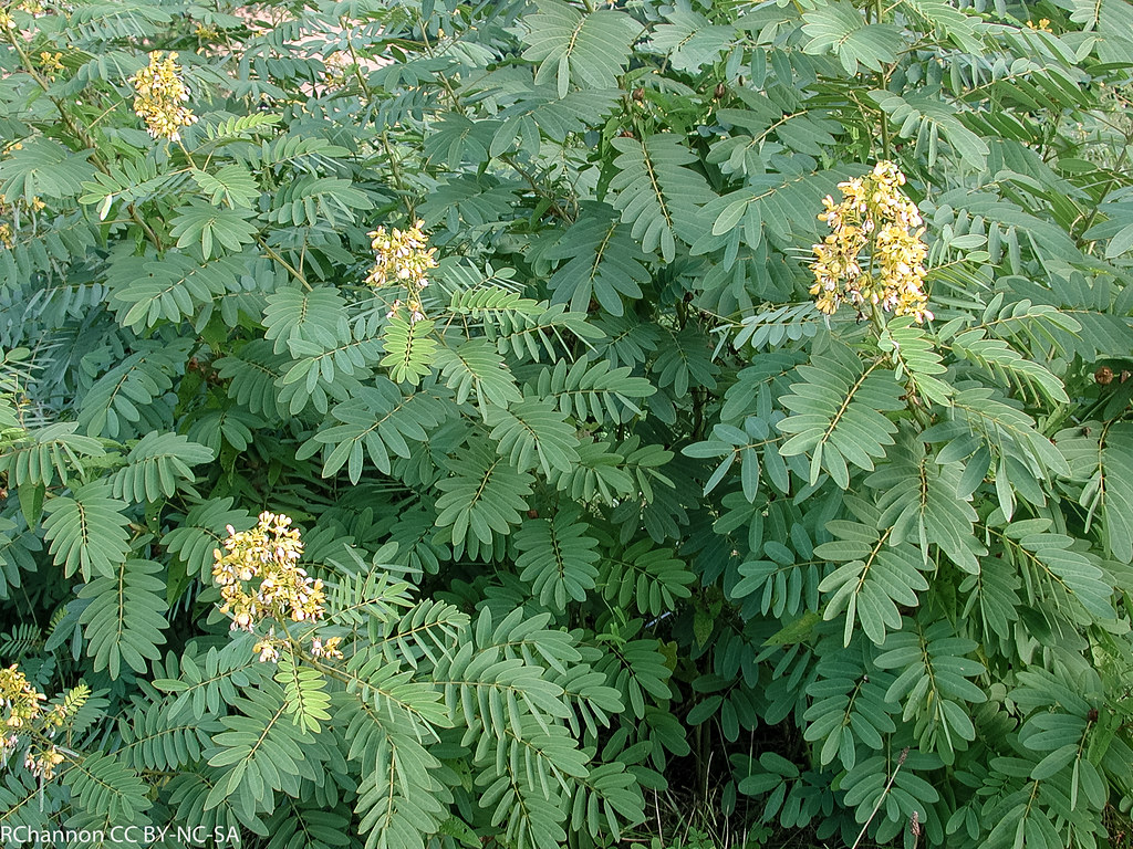 Beltsville, senna marilandica, USDA, jdy241 XX200108294951… Flickr