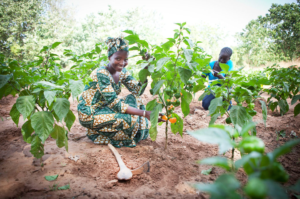 Agriculture in The Gambia, West Africa © Jason Florio fo… Flickr