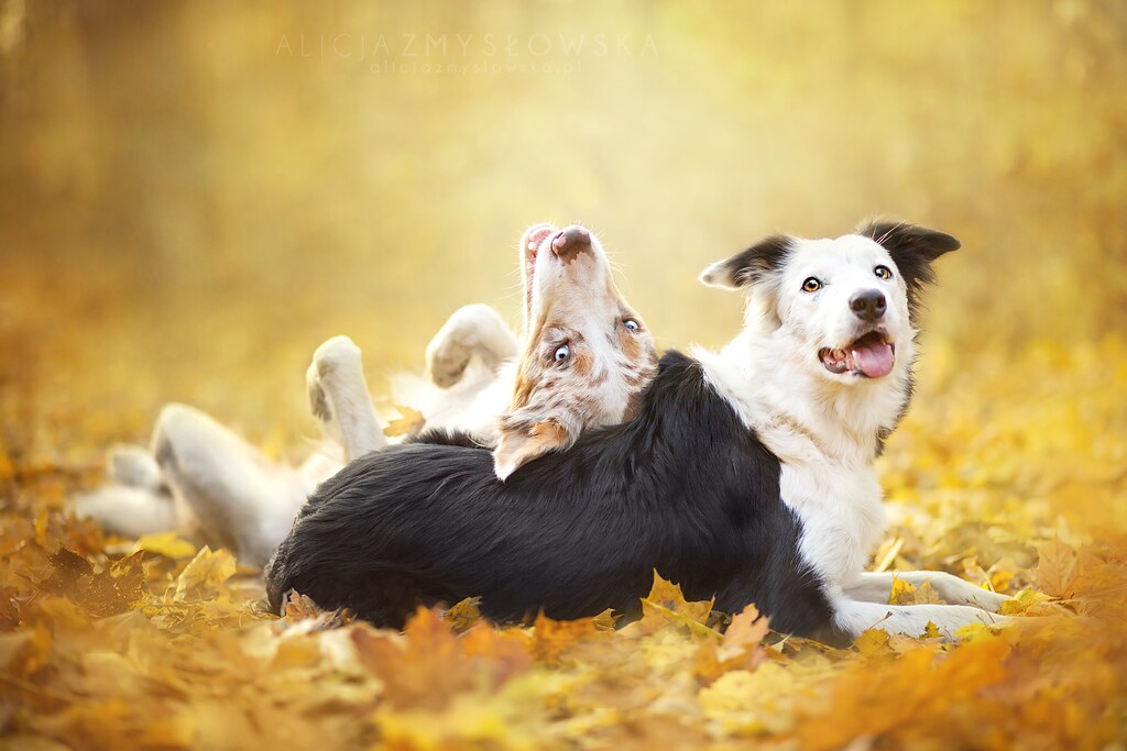 Alicja Zmyslowska Dog Photography Alicja Zmysłowska Flickr