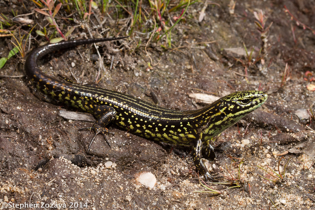 Blue Mountains water skink (Eulamprus leuraensis) Blue