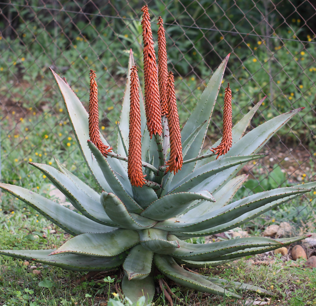 Aloe ferox 201412 This plant was a gift from Luis Borja