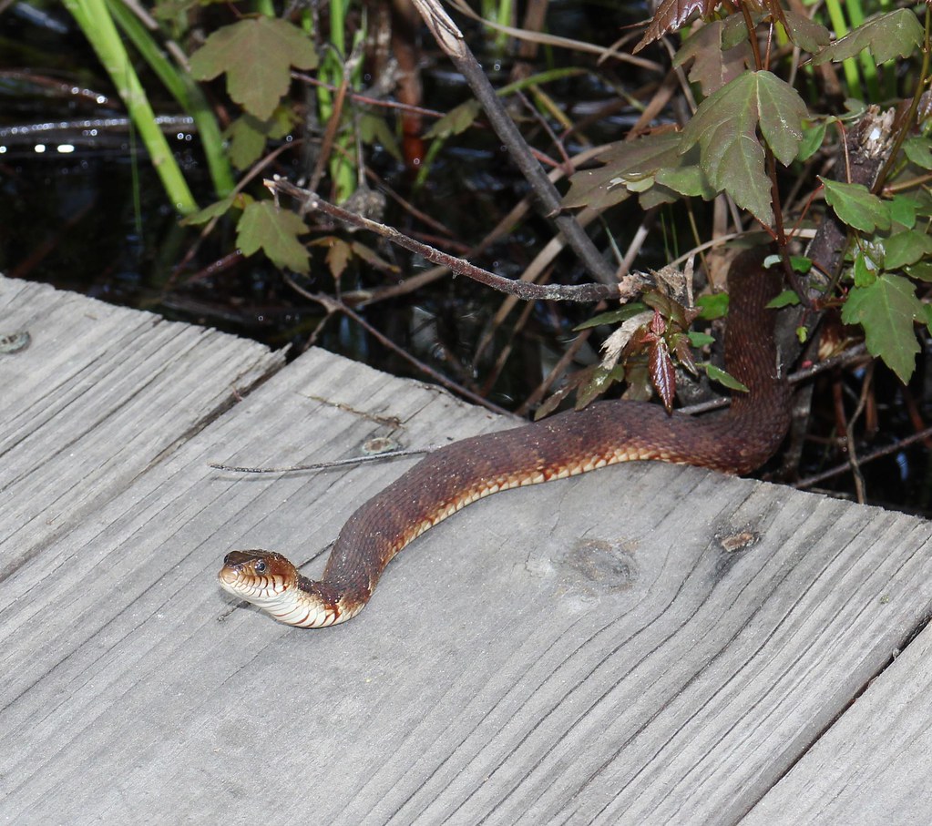 Banded Water Snake, south USA Banded Water Snake … Flickr