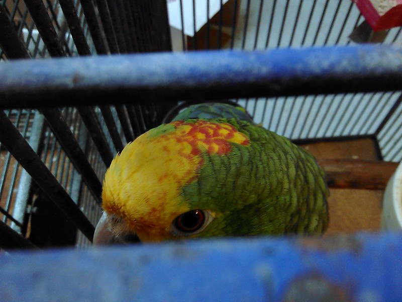 yellow crowned amazon x blue fronted amazon Hybrids???? Parrot Forum