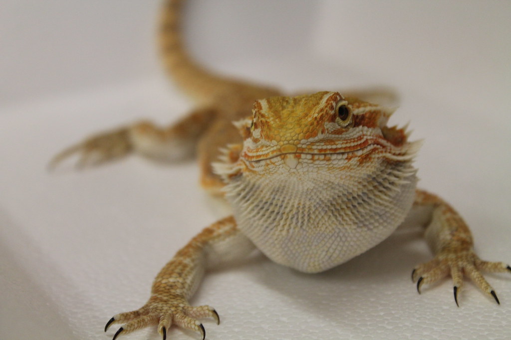 A young bearded dragon with a puffy neck and a beard.