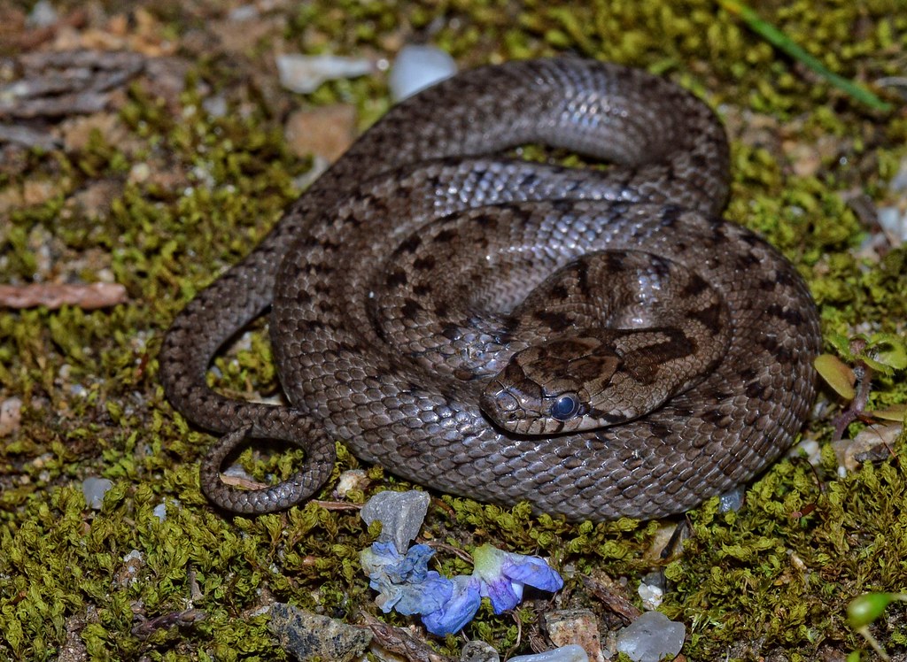 Coronella girondica Southern smooth snake in France Alexandre Roux