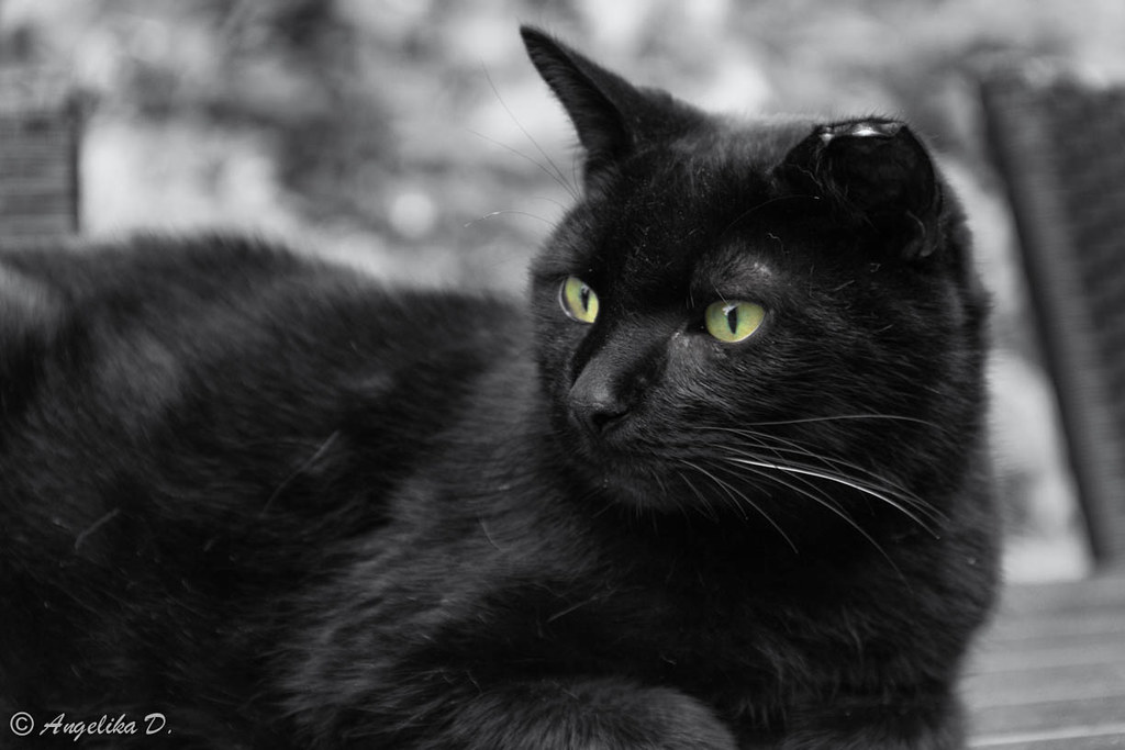 black cat turns into gray unser guter, alter Kater ) Flickr