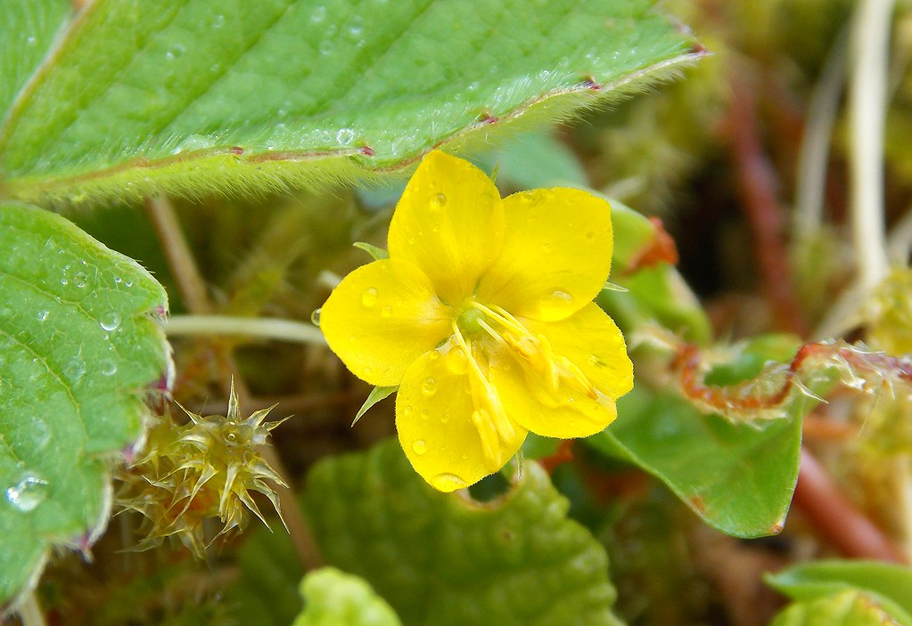 Yellow Pimpernel Lysimachia nemorum A lovely find on a w… Flickr
