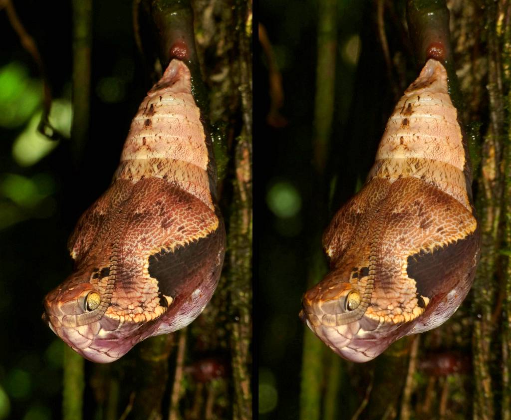 Snake mimicking OwlButterfly Chrysalis, Dynastor darius Flickr