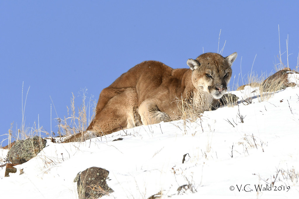 Mountain lion death in Yellowstone