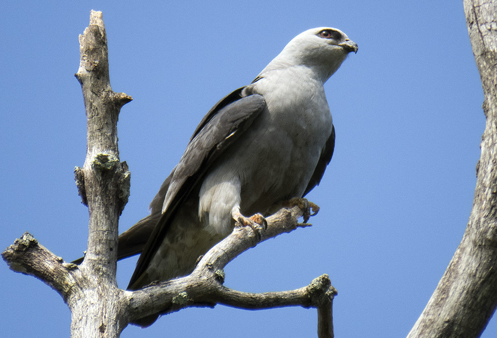 The Origin of Species Waretown Mississippi Kites