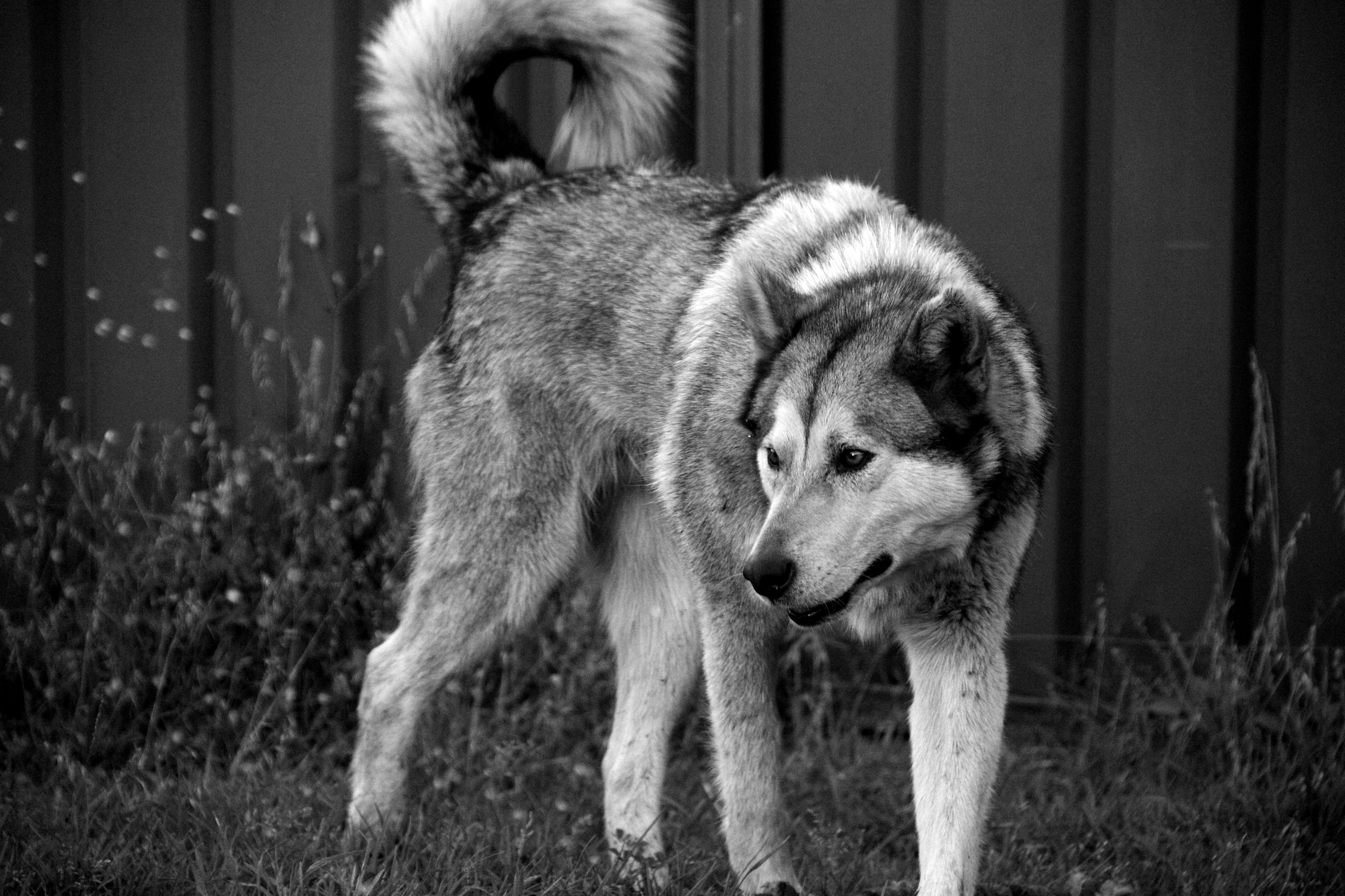 10 things you should know before adopting a Siberian Husky