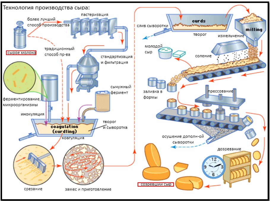 Cheese in bodybuilding. You can or can not? Body Building Online