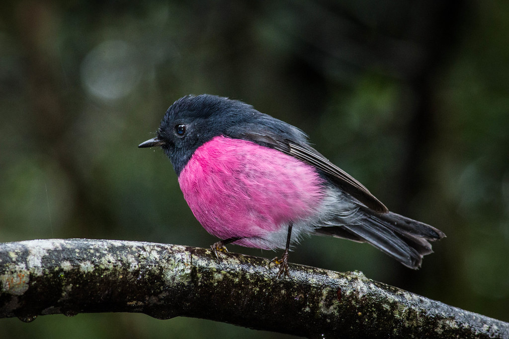 The Pink Robin The Gloriously Pinkbreasted Bird The Ark In Space